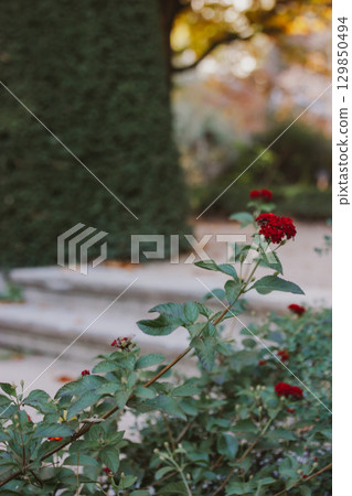 A stone antique steps behind a shrub with red flowering flower buds. A rose garden in summer day. Romantic retro floral background with pale green color leaves. Dreamlike pathway, walkway in rosarium A stone antique steps behind a shrub with red flowering flower buds. A rose garden in summer day. Romantic retro floral background with pale green color leaves. Dreamlike pathway, walkway in rosarium 129850494