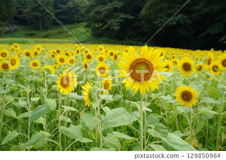 Small sunflowers bloom all over the place at Kurihama Flower Park in Yokosuka, Kanagawa Prefecture, Japan Small sunflowers bloom all over the place at Kurihama Flower Park in Yokosuka, Kanagawa Prefecture, Japan 129850984