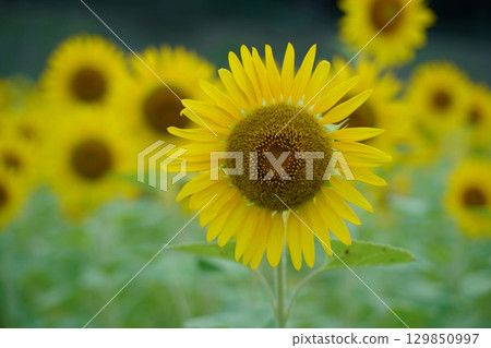 日本神奈川縣橫須賀市久里濱花卉公園的一片小向日葵花田盛開 129850997