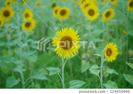 日本神奈川縣橫須賀市久里濱花卉公園的一片小向日葵花田盛開 129850998