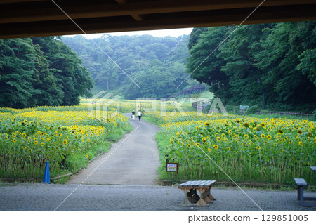 Small sunflowers bloom all over the place at Kurihama Flower Park in Yokosuka, Kanagawa Prefecture, Japan 129851005