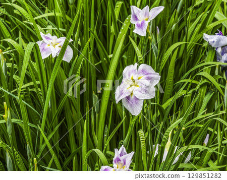 Iris garden 129851282