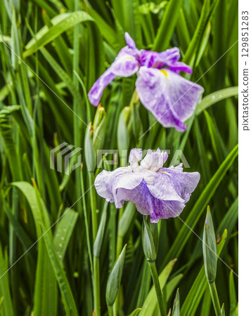 Iris garden Iris garden 129851283