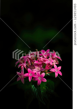 紅色pentas花 129851493