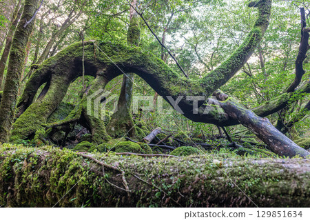 Yakushima National Park: Japan's most beautiful moss forest (Autumn) 129851634