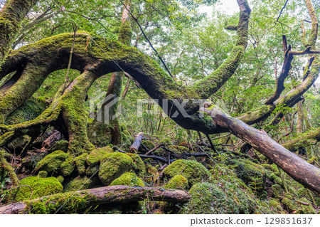 Yakushima National Park: Japan's most beautiful moss forest (Autumn) 129851637