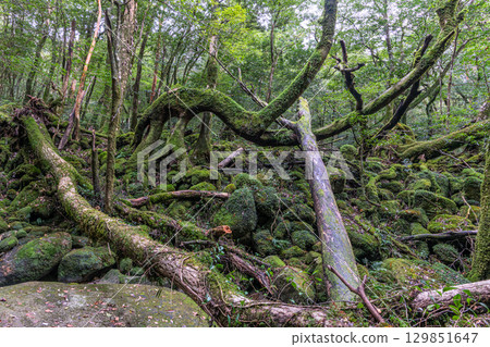 屋久島國立公園：日本最美的苔蘚森林（秋季） 129851647