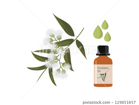 Eucalyptus essential Oil and Eucalyptus leaf and flowers isolated on white background. 129851657