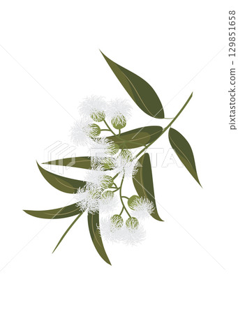 Eucalyptus leaves and flowers - stock illustration Eucalyptus leaves and flowers - stock illustration 129851658