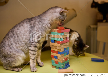Delightful and Playful Cats Engaging with Vibrant Colorful Stacked Blocks During Playtime Delightful and Playful Cats Engaging with Vibrant Colorful Stacked Blocks During Playtime 129851743