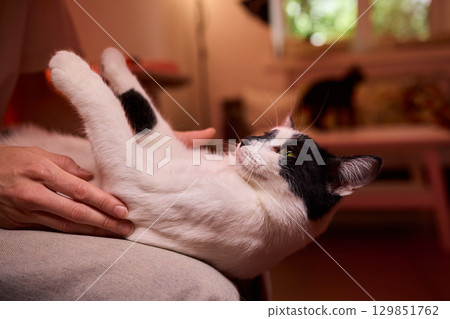 Enjoying some relaxing moments with cat massage therapy can bring great joy and comfort Enjoying some relaxing moments with cat massage therapy can bring great joy and comfort 129851762