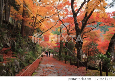 壯觀的日本秋景：鮮豔的秋葉 129851772