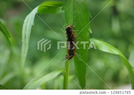 A tussock moth larva resting on a leaf 129851785