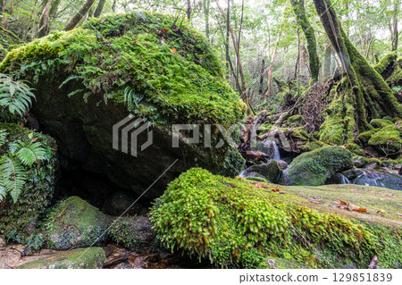 屋久島國立公園：日本最美的苔蘚森林（秋季） 129851839