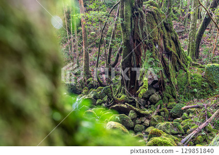 屋久島國立公園：日本最美的苔蘚森林（秋季） 129851840