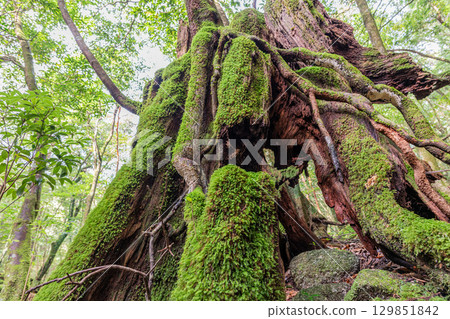 屋久島國立公園屋久杉樹樁（秋季） 129851842