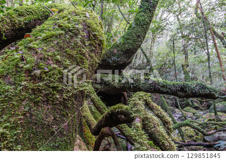 Yakushima National Park: Japan's most beautiful moss forest (Autumn) 129851845