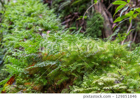 Yakushima National Park: Japan's most beautiful moss forest (Autumn) Yakushima National Park: Japan's most beautiful moss forest (Autumn) 129851846