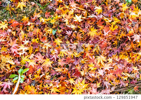 秋葉落葉 129851947