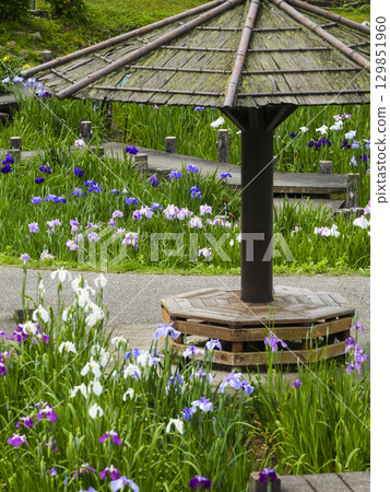 Iris Garden (Okazaki City East Park) 129851960