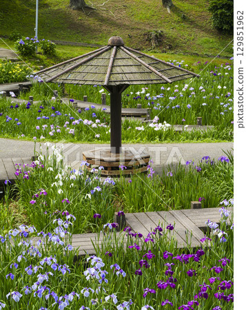 菖蒲園（岡崎市東公園） 129851962