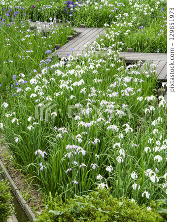 Iris Garden (Okazaki City East Park) Iris Garden (Okazaki City East Park) 129851973