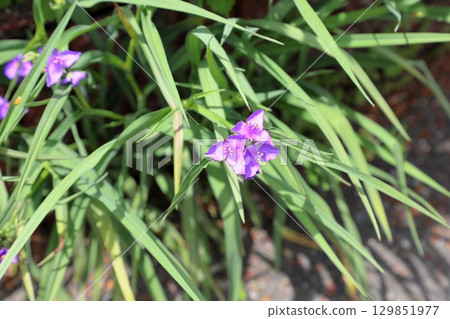 Murasaki Yukusa之花 129851977
