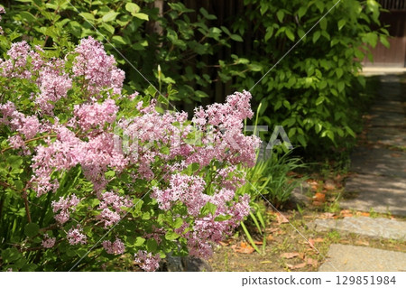 清新的丁香花 129851984