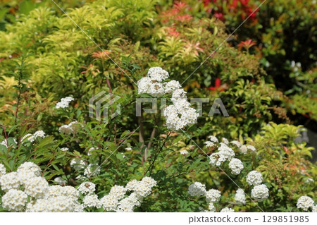 可愛的小德瑪麗花 129851985