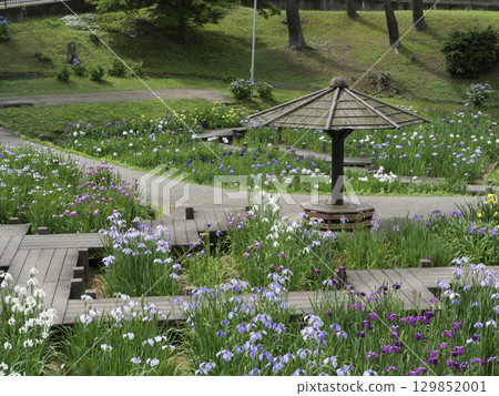 菖蒲園(岡崎市東公園) 菖蒲園(岡崎市東公園) 129852001