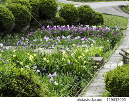 Iris Garden (Okazaki City East Park) 129852003