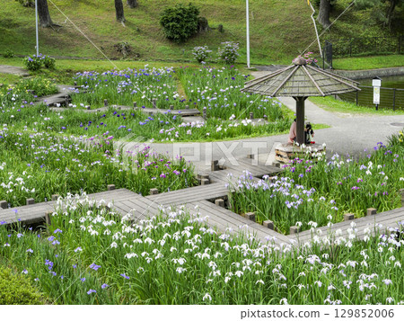 菖蒲園（岡崎市東公園） 129852006