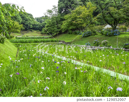菖蒲園(岡崎市東公園) 菖蒲園(岡崎市東公園) 129852007