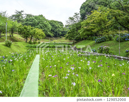Iris Garden (Okazaki City East Park) Iris Garden (Okazaki City East Park) 129852008