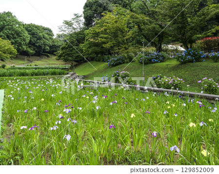 菖蒲園（岡崎市東公園） 129852009