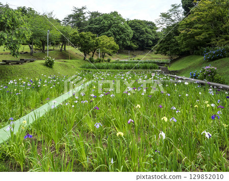 菖蒲園(岡崎市東公園) 菖蒲園(岡崎市東公園) 129852010