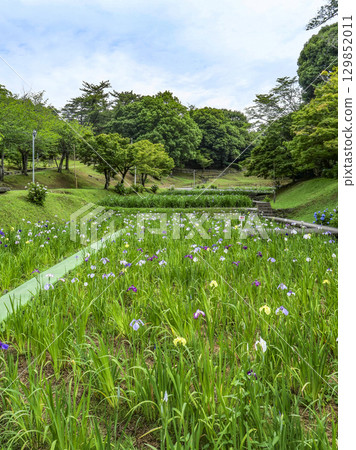 菖蒲園（岡崎市東公園） 129852011