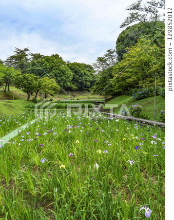 菖蒲園(岡崎市東公園) 菖蒲園(岡崎市東公園) 129852012