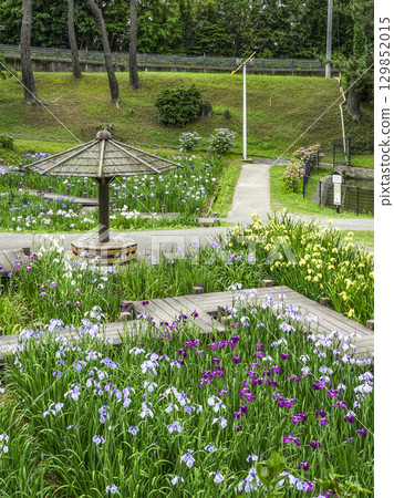 Iris Garden (Okazaki City East Park) 129852015