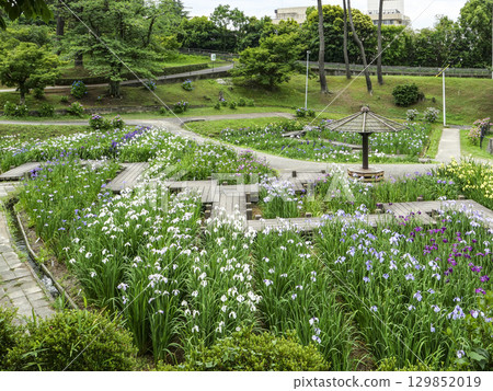 菖蒲園（岡崎市東公園） 129852019