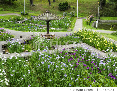 Iris Garden (Okazaki City East Park) 129852023