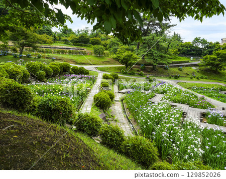 菖蒲園（岡崎市東公園） 129852026