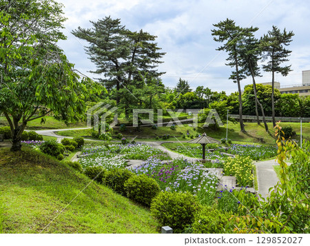 菖蒲園（岡崎市東公園） 129852027