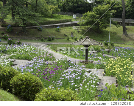 Iris Garden (Okazaki City East Park) 129852028