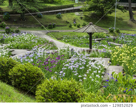 菖蒲園（岡崎市東公園） 129852029