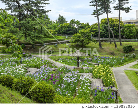 菖蒲園（岡崎市東公園） 129852030