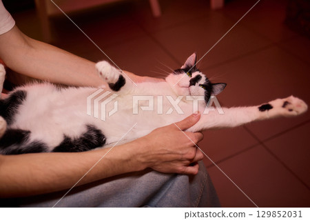 Enjoying some relaxing moments with cat massage therapy can bring great joy and comfort 129852031