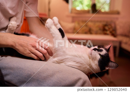 Enjoying some relaxing moments with cat massage therapy can bring great joy and comfort Enjoying some relaxing moments with cat massage therapy can bring great joy and comfort 129852040