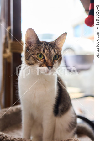 A Cute Cat lounging comfortably in a Bright and inviting Living Room filled with light A Cute Cat lounging comfortably in a Bright and inviting Living Room filled with light 129852049