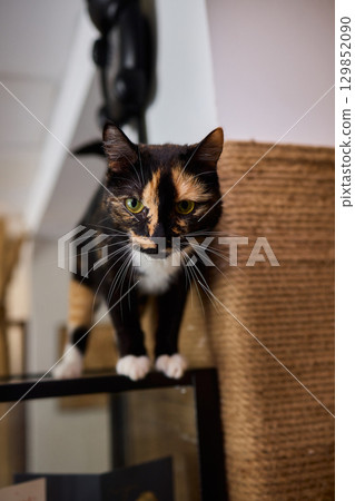 A Playful Cat with Glittering and Shimmering Whiskers Sitting Gracefully on a Shelf A Playful Cat with Glittering and Shimmering Whiskers Sitting Gracefully on a Shelf 129852090